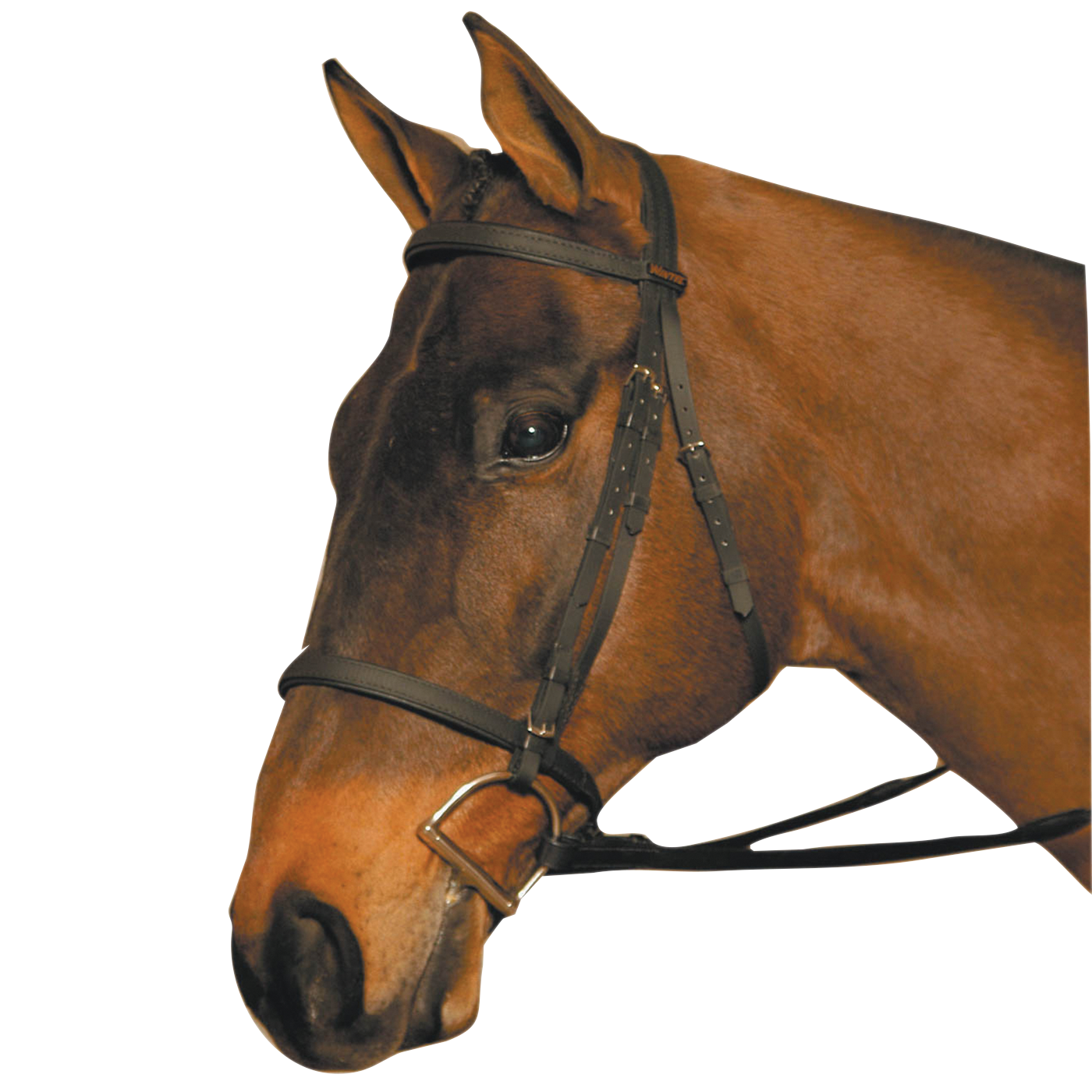 Wintec Bridle